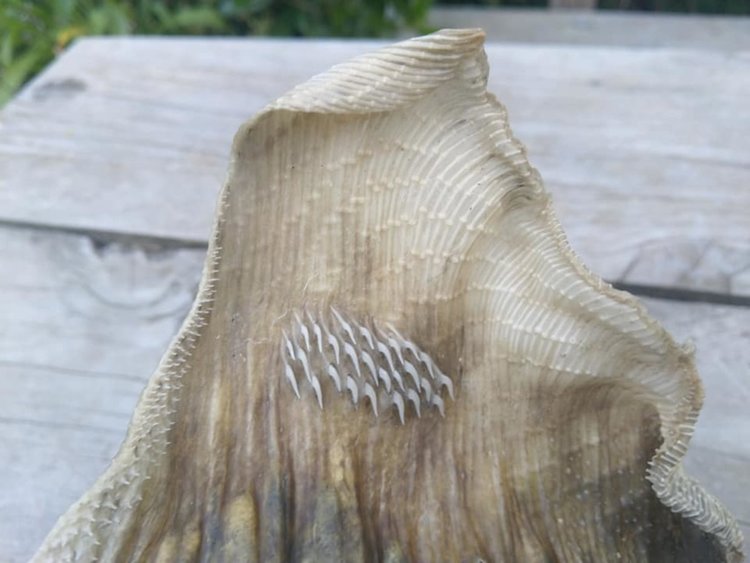 Зловещ скелет на плажа - чудовище или извънземно...