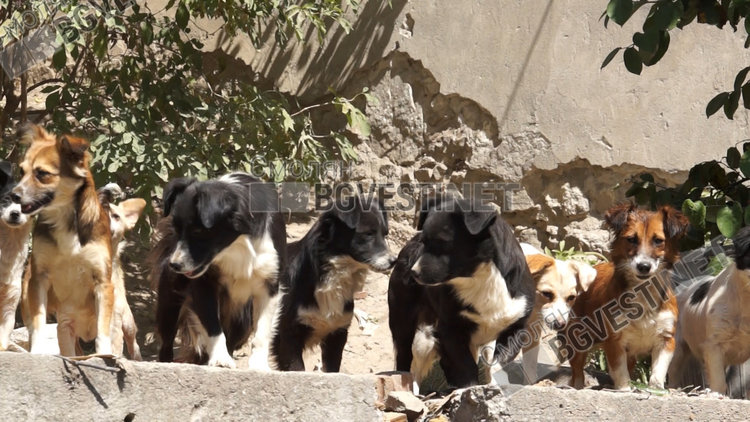 КРОС излизат с предложения за решаване на проблема с безстопанствените кучета