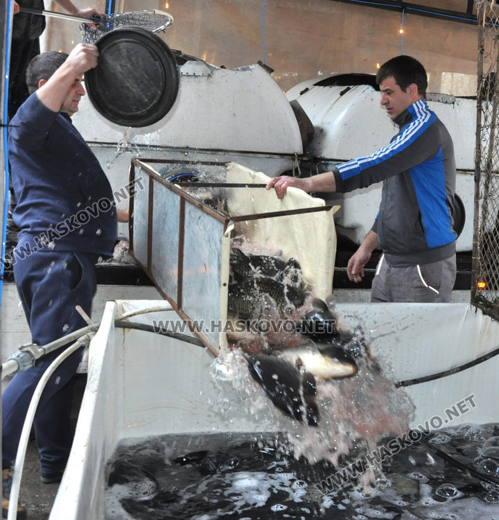 Търговските обекти в Хасковско – чисти с продажбата на риба