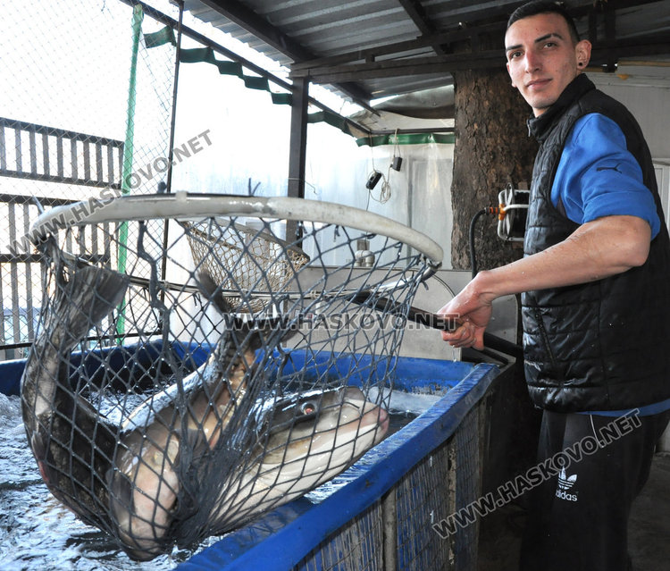 Търговските обекти в Хасковско – чисти с продажбата на риба