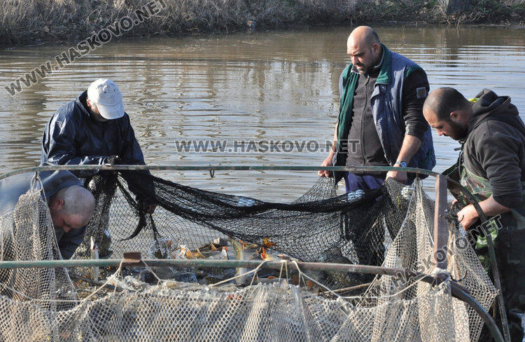 Хасковски шаран слагат на трапезата в Първомай, от язовира до масата рибокът скача с 2 лева за кило