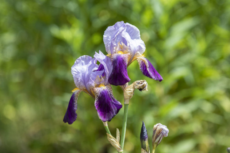Аромат, по-скъп от златото