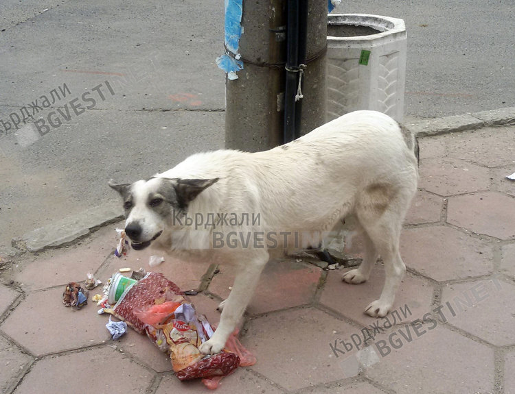 Два пъти повече заболели от ехинококоза отчитат в РЗИ-Кърджали в сравнение с 2017 г.