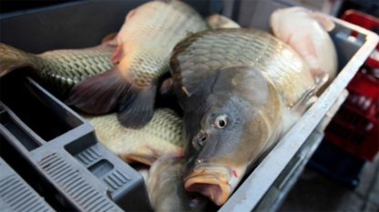 Никулденският шаран удари цена от 7,50 лева в Кърджали