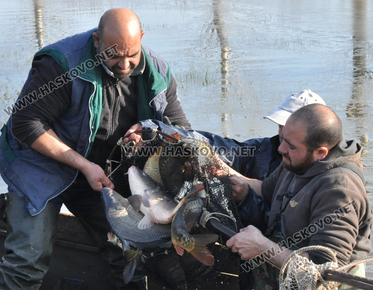 Хасковски шаран слагат на трапезата в Първомай, от язовира до масата рибокът скача с 2 лева за кило