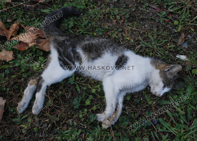 Хасковлии: Злодеи редовно тровят кучета на бул. „Васил Левски“