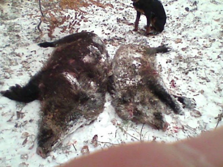 снимката е илюстартивна