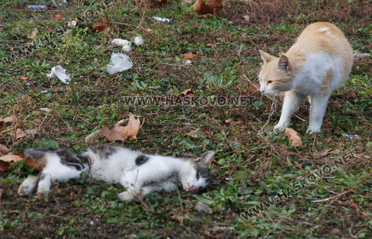 Хасковлии: Злодеи редовно тровят кучета на бул. „Васил Левски“