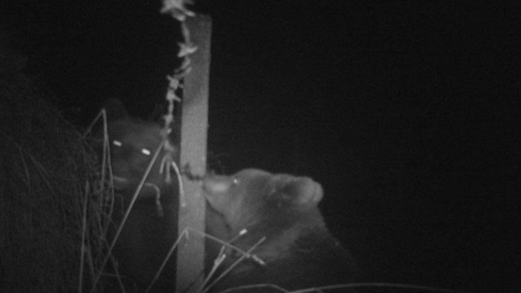 Фотокапан засне две мечки на Витоша