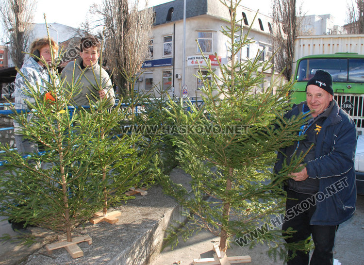 Между 15 и 25 лева за първите живи елхи на пазара
