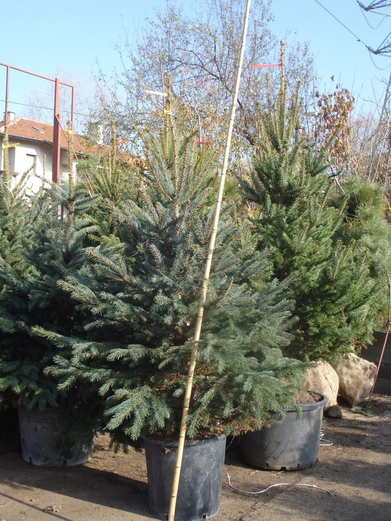 Пускат на пазара живи елхи за Коледа, вижте пунктовете в три области