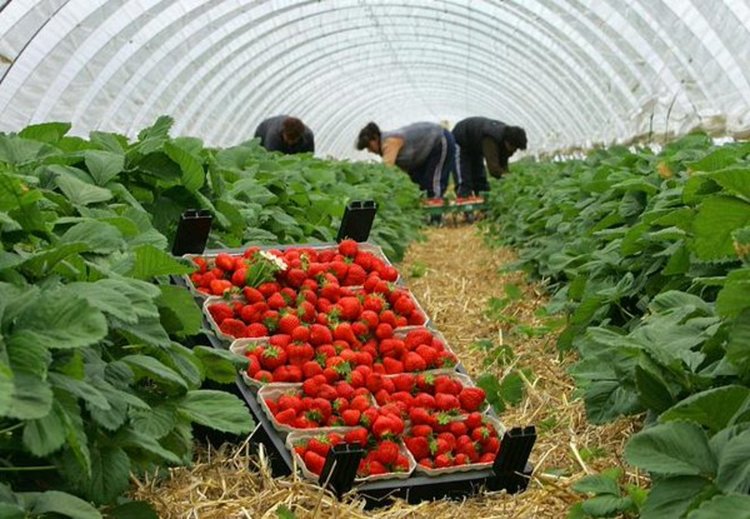 4000 нови безработни у нас след сезонна работа навън