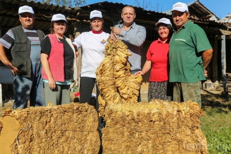  Над 74% от тютюнът реколта 2018 в България е изкупен