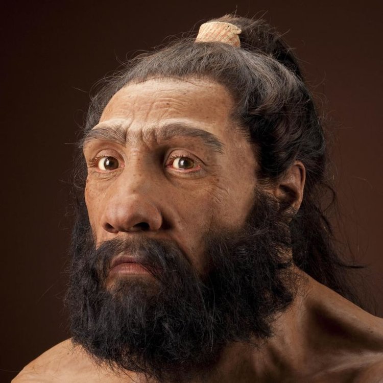 Homo neanderthalensis, по-ранните роднини на Homo sapiens, също е еволюирал, освобождавайки се от козината на по-голямата част от тялото си. (Реконструкция въз основа на Shanidar 1 от John Gurche/National Museum of Natural History)  