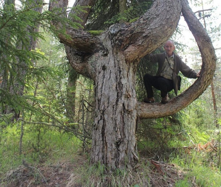 Обявиха за вековни три дървета в Родопите, едното е над 300 години