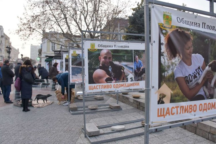 Кучета от общинския приют в Пловдив търсят своите нови собственици