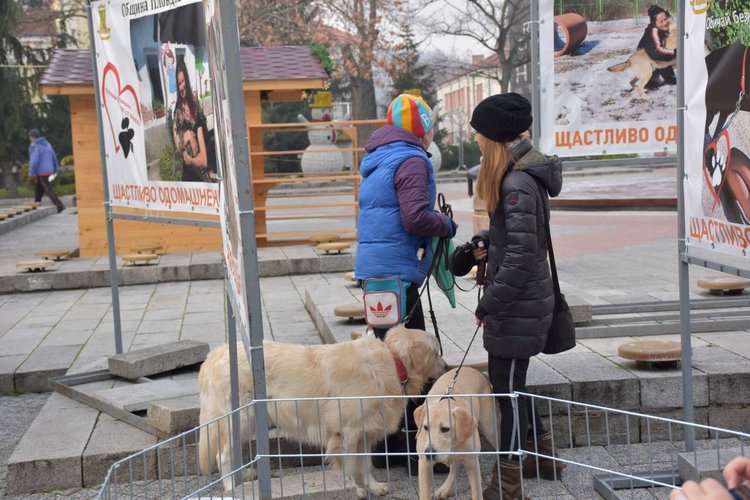 Кучета от общинския приют в Пловдив търсят своите нови собственици