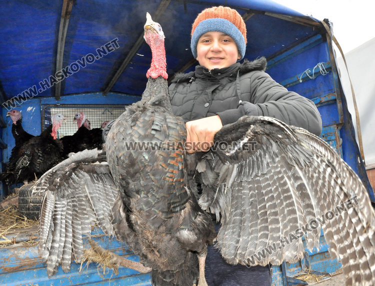 Пуйките за Коледа най-търсени на животинския пазар в Хасково днес 