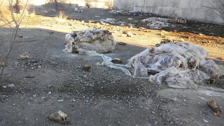 Читател: животински кости в бившия ТЕЦ сеят зарази