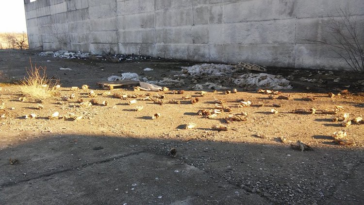 Читател: животински кости в бившия ТЕЦ сеят зарази