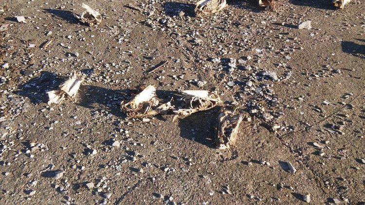 Читател: животински кости в бившия ТЕЦ сеят зарази