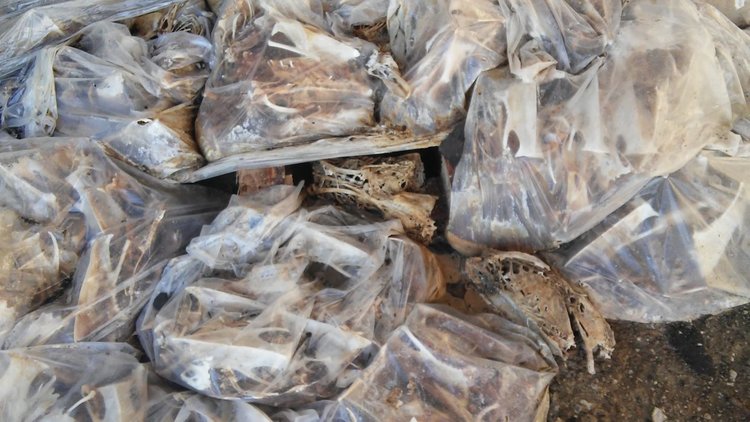 Читател: животински кости в бившия ТЕЦ сеят зарази