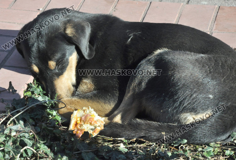 Оживление в центъра на Хасково в слънчевата неделя