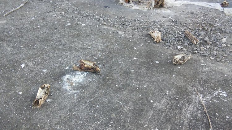 Читател: животински кости в бившия ТЕЦ сеят зарази