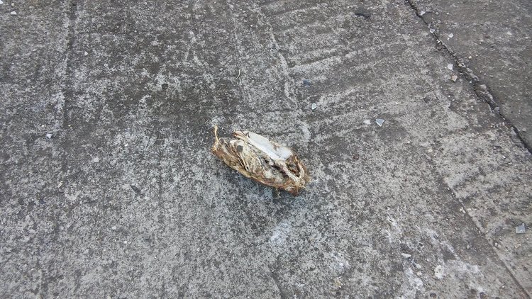 Читател: животински кости в бившия ТЕЦ сеят зарази