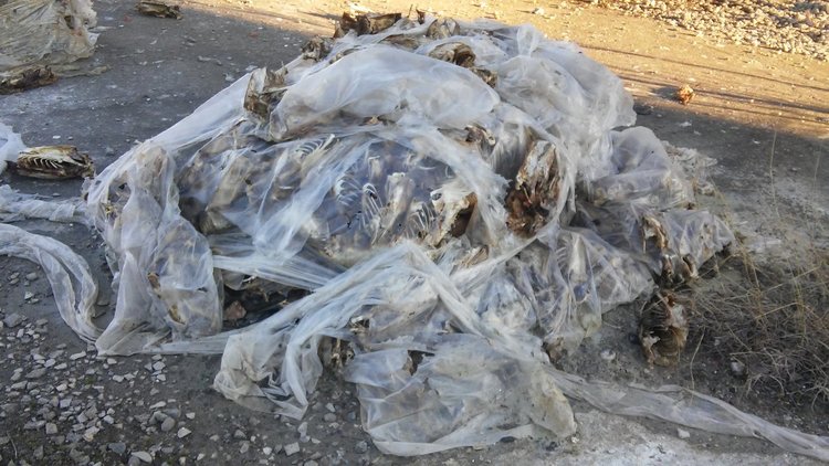 Читател: животински кости в бившия ТЕЦ сеят зарази