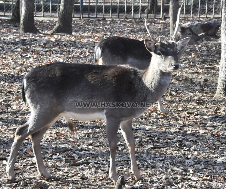 Хубавото време изкара хасковлии на Кенана