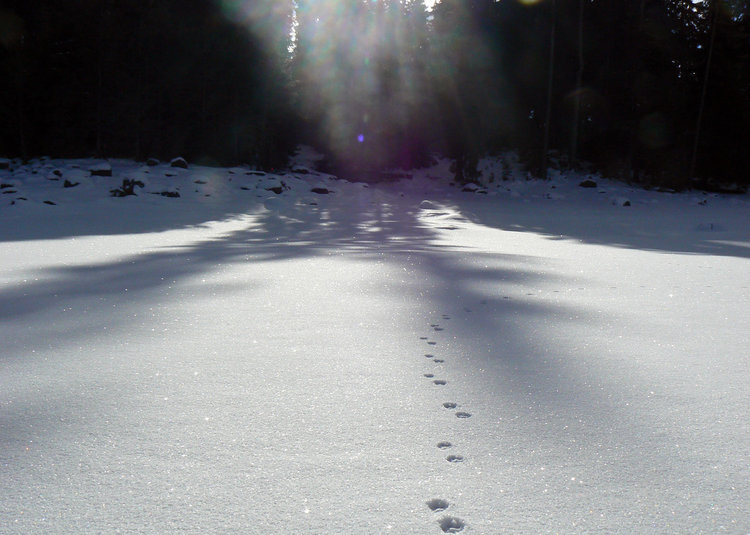 Състезателите на „Компас” с 5-дневен лагер по ски ориентиране