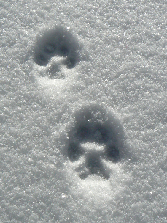 Състезателите на „Компас” с 5-дневен лагер по ски ориентиране