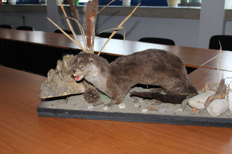 Конфискуваха препарирани животни от 6 вида от търговски обекти в Девинско, глобата до 10 бона