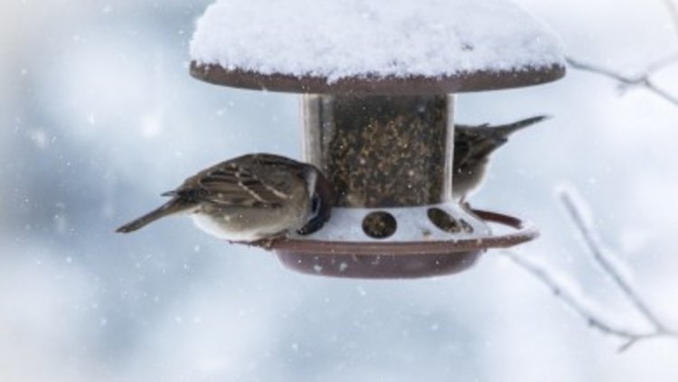 Къщичка и хранилки за птици в Крумовград от децата от Центъра за настаняване от семеен тип