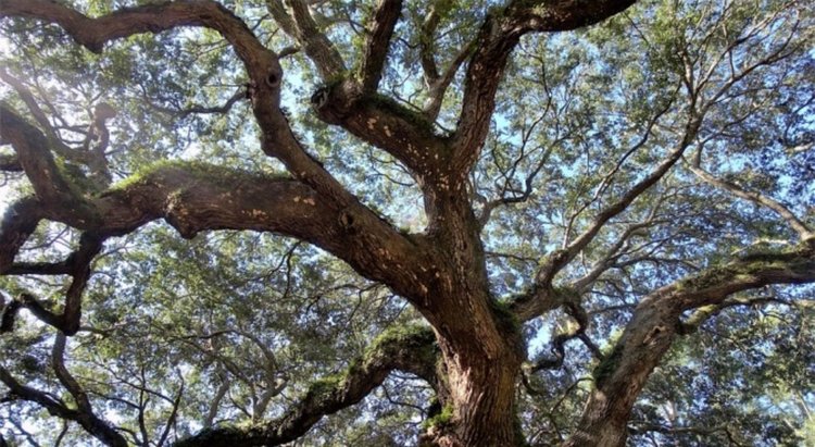 Дъб край с. Черепово е обявен за вековно дърво, още 5 чакат министерско одобрение