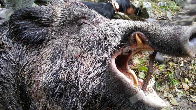 РЗИ: Започва противопаразитно лечение на ловци и техни близки