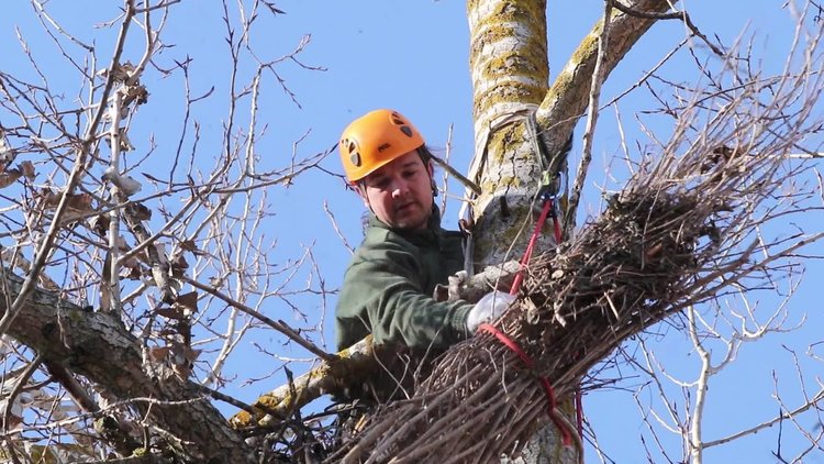Фиданки и изкуствени гнезда -нов дом за царските орли