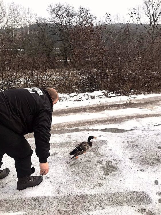 В Харманли спасиха патица от измръзване