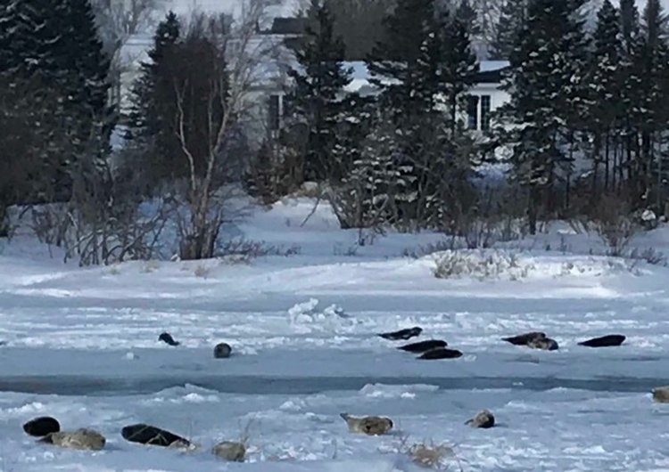 Объркани тюлени препълниха канадски град