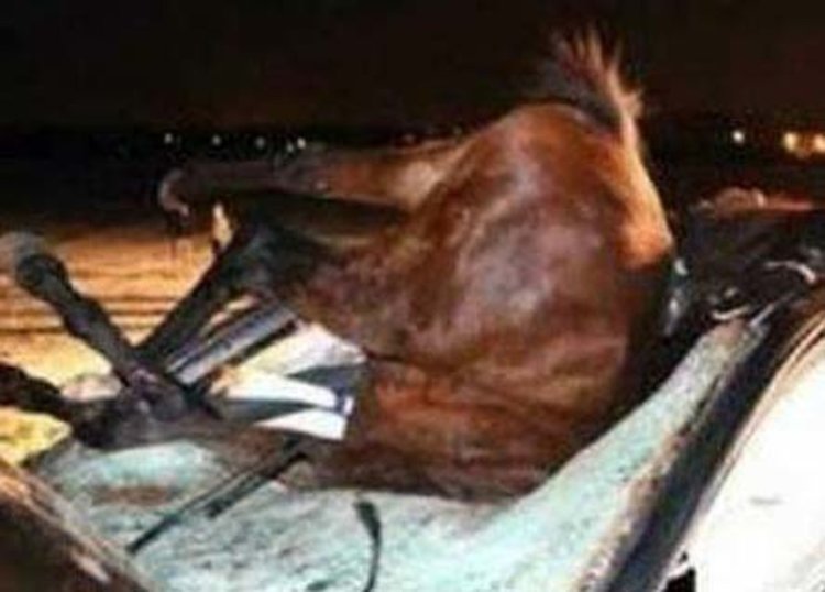 „Мерцедес“ помете рано тази сутрин кон при Глухар, шофьорът в болница