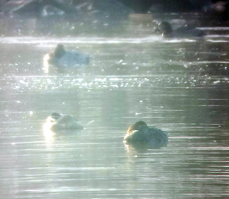 Тръноопашата потапница