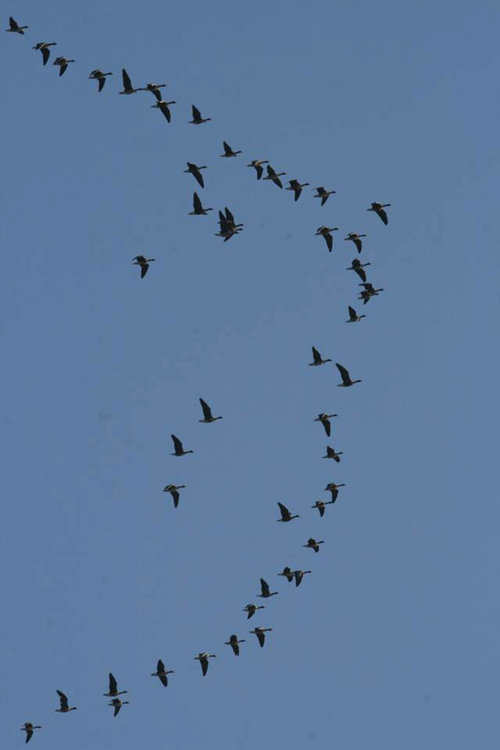 Орнитолозите от Хасково регистрираха световно застрашени птици 