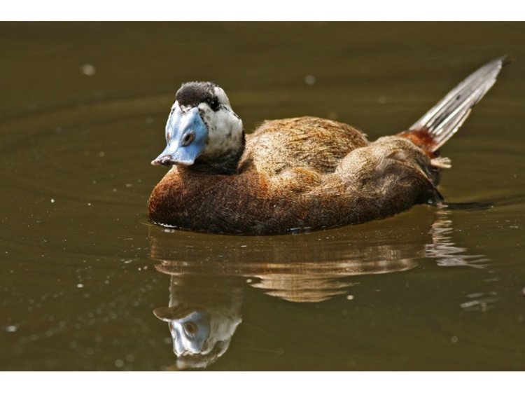 Тръноопашата потапница, сн: сн. Николай Петков, БДЗП