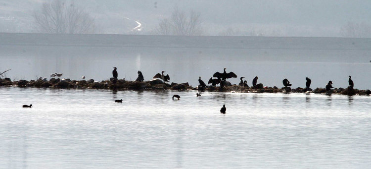 нощувка на големи корморани