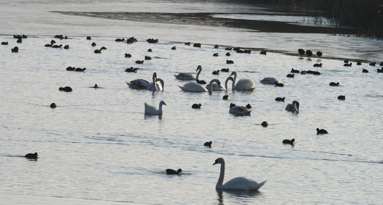 Неми лебеди и лиски, сн:Владимир Трифонов
