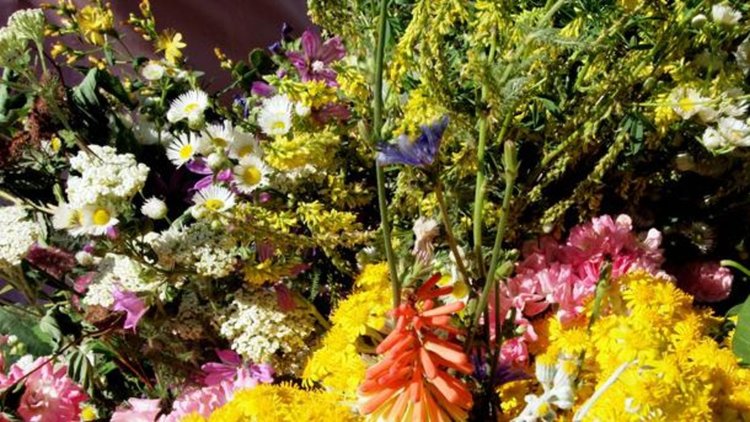 Пунктовете за билки се отчитат до края на януари, иначе-  глоба