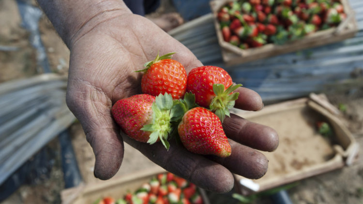 Бюрото по труда търси 200 берачи на ягоди за Испания