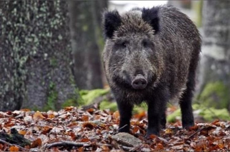 Изписаха тримата яли месо с трихинелоза