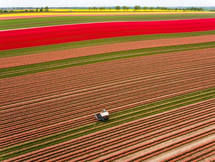 Откриха сезона на лалетата в Холандия